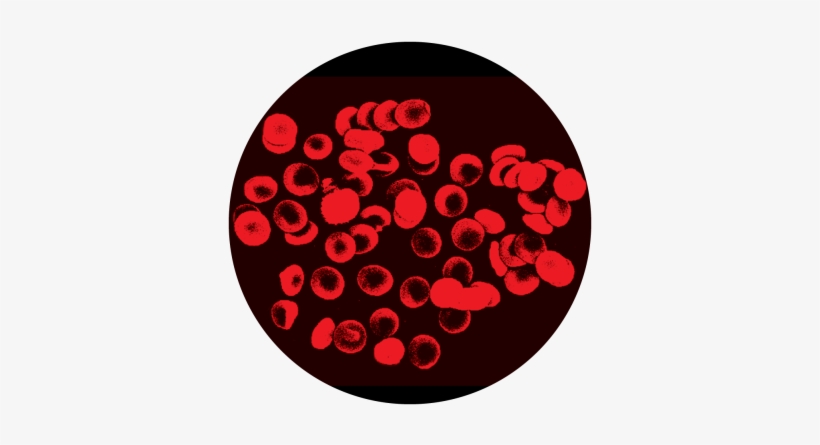 Blood Cells 2 Full Colour Glass Gobo - Glass, transparent png download
