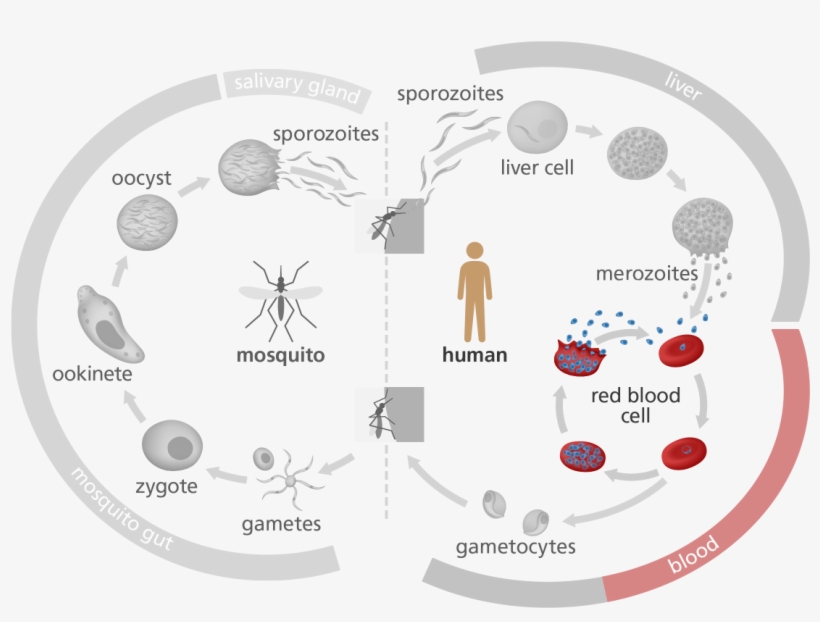 Illustration Highlighting The Red Blood Cell Stage - Ciclo De Vida De La Malaria, transparent png download