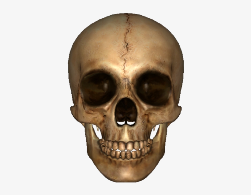 Png Image Information - Skull, transparent png download