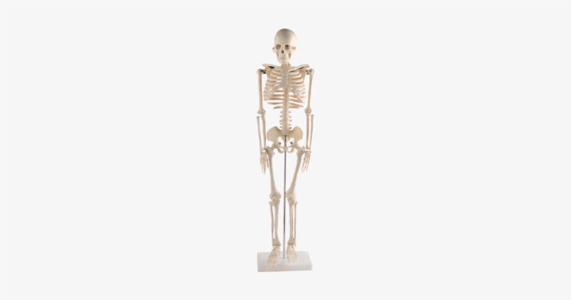 85cm Small Human Skeleton - Bronze Sculpture, transparent png download