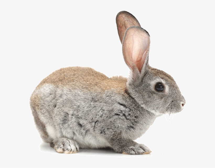 Bunny - Android Application Package, transparent png download