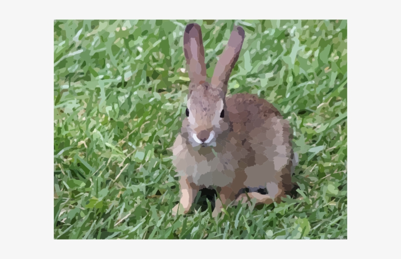 Bunny Rabbit, transparent png download