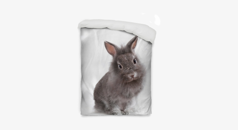 Young Adorable Little Bunny Rabbit Duvet Cover • Pixers® - Wall Sign: Baby Bunny Studio Photo : 15x10in, transparent png download