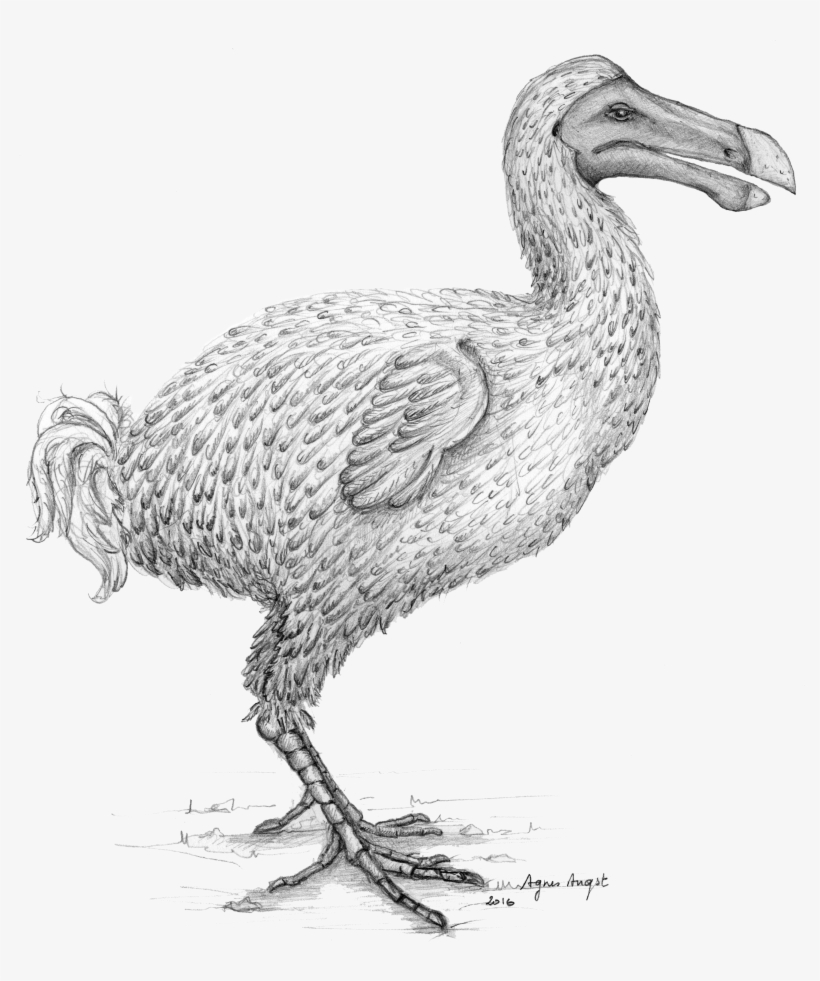 Reconstruction Of The Dodo Made By Agnès Angst - Dodo Bird Feathers, transparent png download