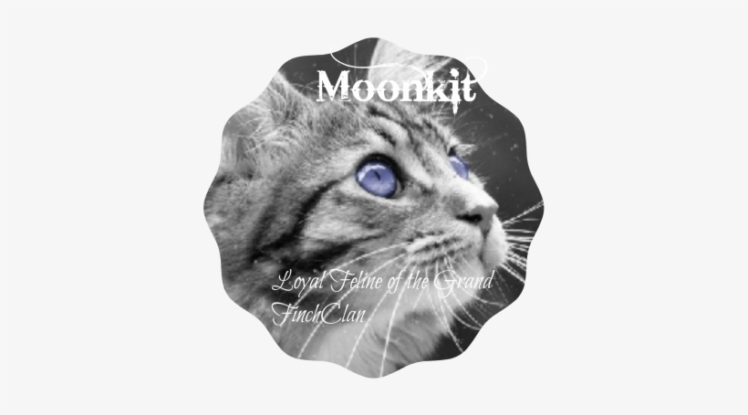Cutekitty - Cat Looking Up, transparent png download
