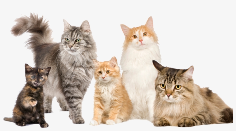 Types Of Cats, transparent png download