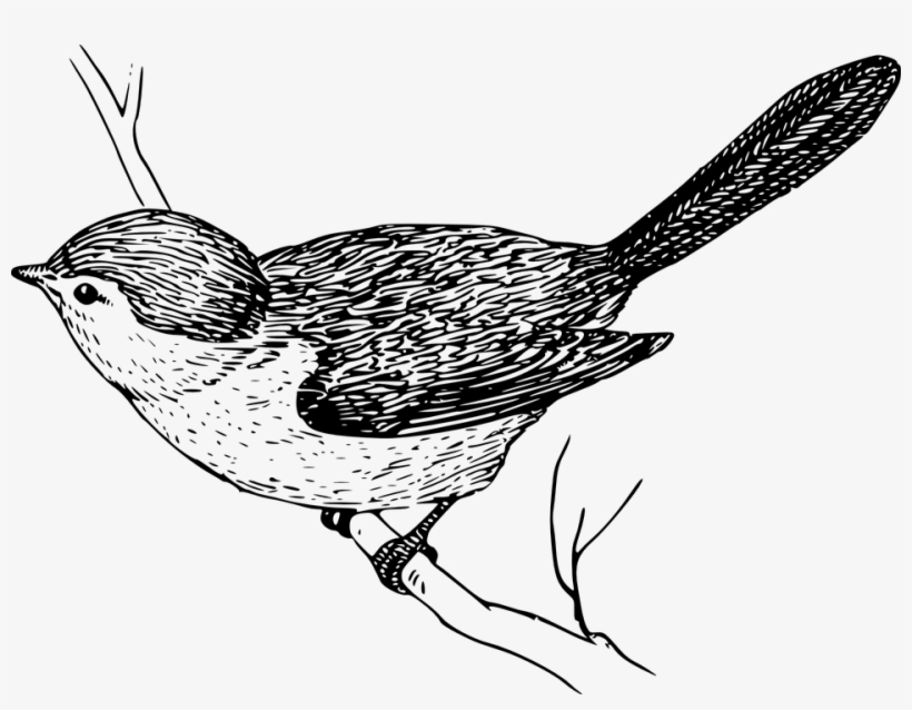 Mockingbird Free Vector Graphic Bird Branch Wings Feathers - Bird On Branch Drawings, transparent png download