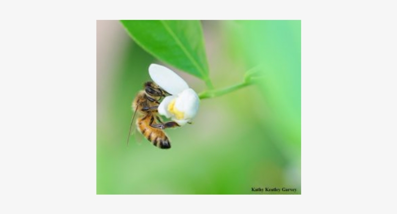 Where Do Honey Bees Come From - Bee On A Lemon Blossom, transparent png download