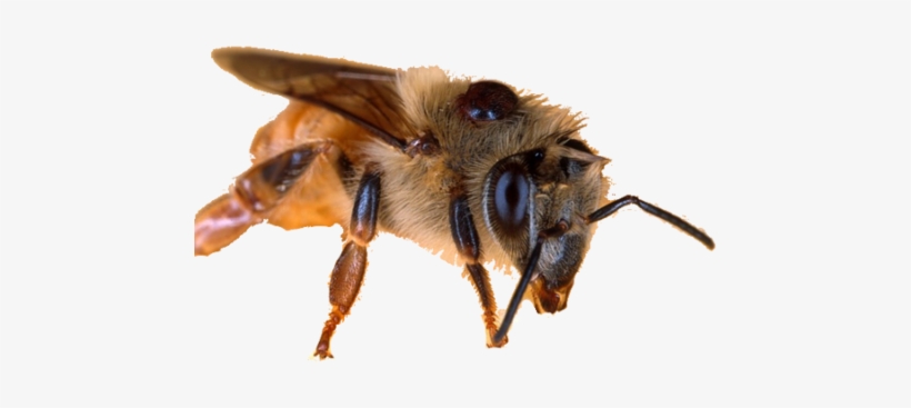 As This Epidemic Becomes More Alarming, It Is Important - Honey Bee Secrets: Honey Miraculous Healing With These, transparent png download