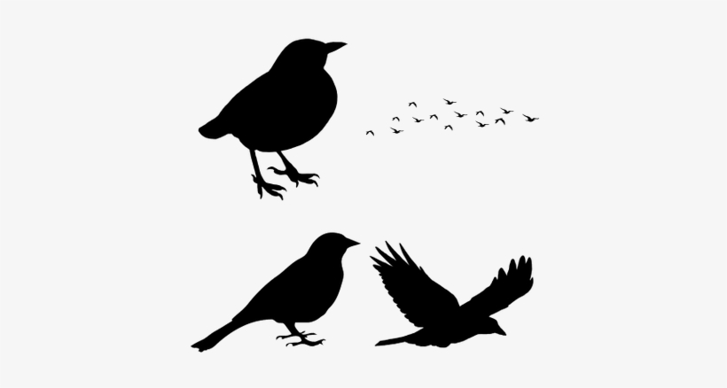Bird Flying Silhouette Png, transparent png download
