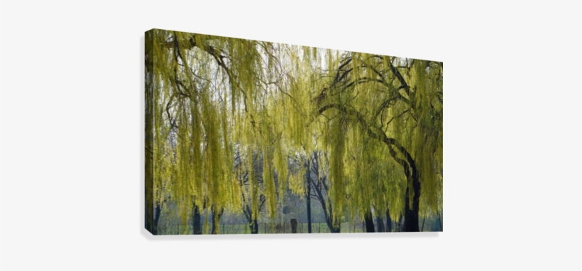 Weeping Willow Canvas Print - Willow, transparent png download