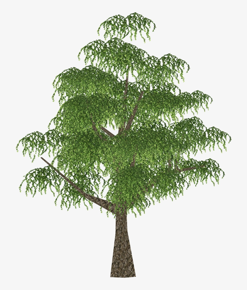 Weeping Willow - Grass, transparent png download