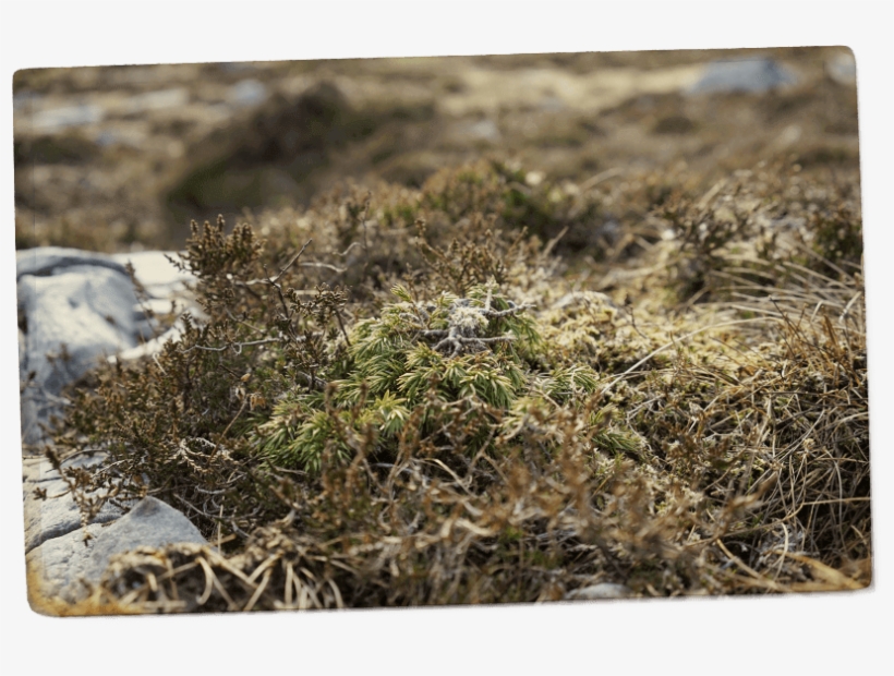 Then We Get Jim Involved He's Our Traditional, Portuguese, - Moss, transparent png download