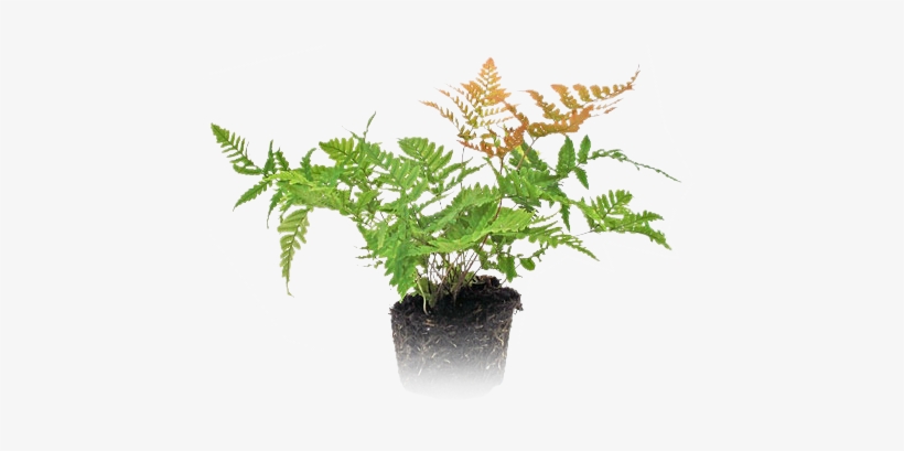 Mini Plant - Flower, transparent png download