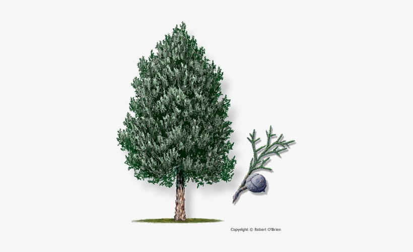 Arizona Cypress - Carolina Sapphire Arizona Cypress, transparent png download