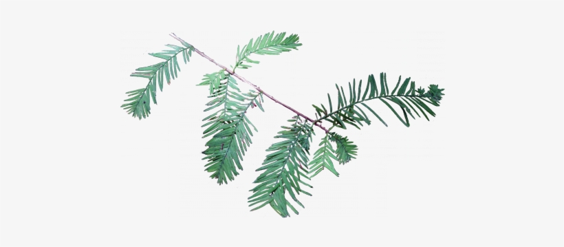 Louisiana, transparent png download