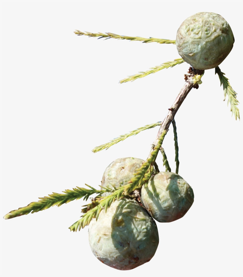 Cypress Knee - Bead, transparent png download