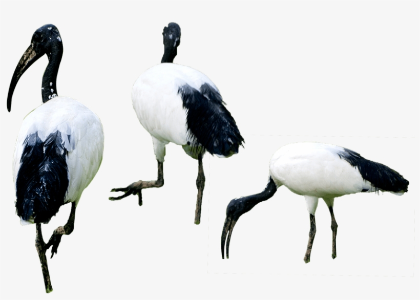 Png Free Pictures On Pixabay - Water Birds Png, transparent png download