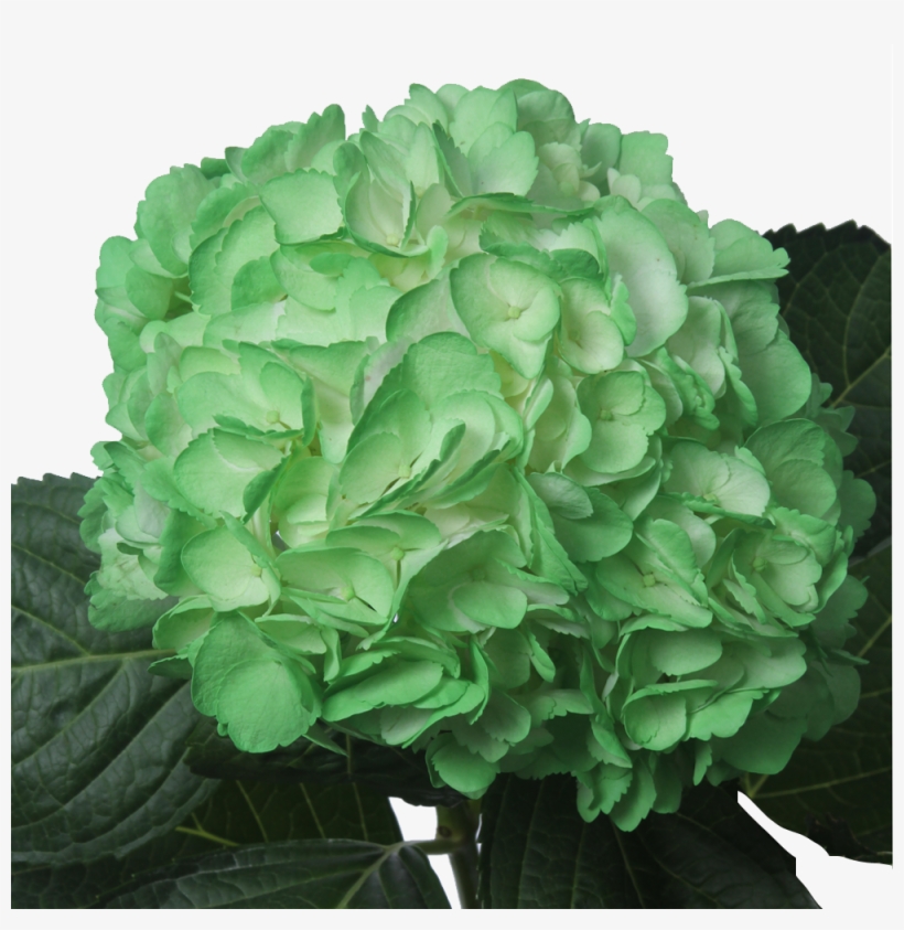 Tinted Light Green - Light, transparent png download