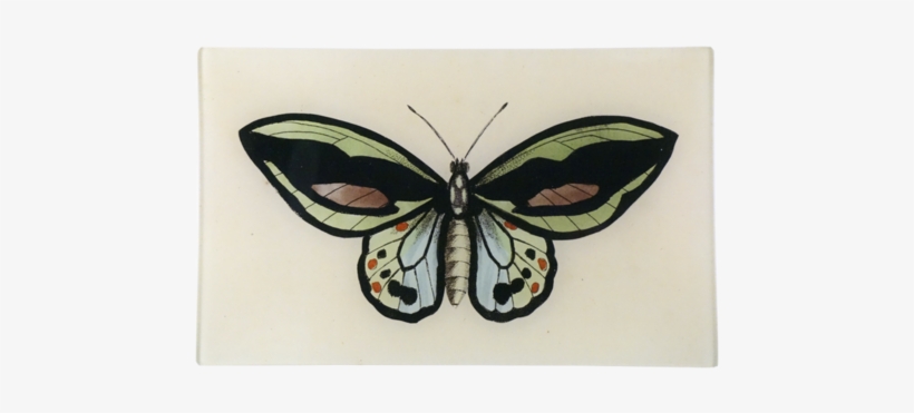 Green Butterfly Green Butterfly - Cynthia (subgenus), transparent png download