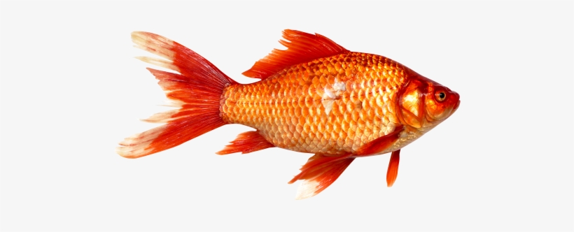 Transparent Background Goldfish Download - Png Images Of Fish, transparent png download