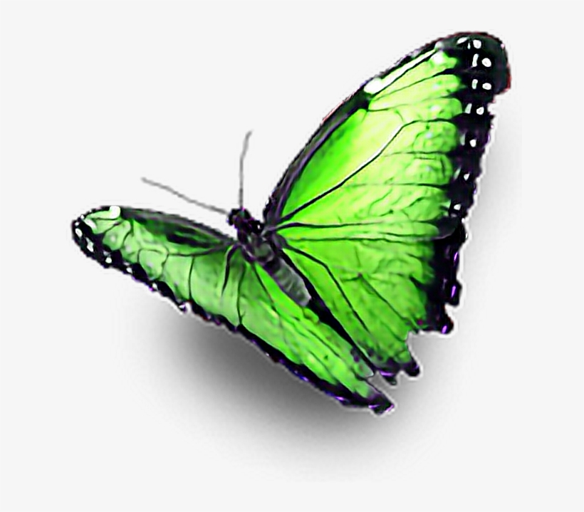 Butterfly, transparent png download