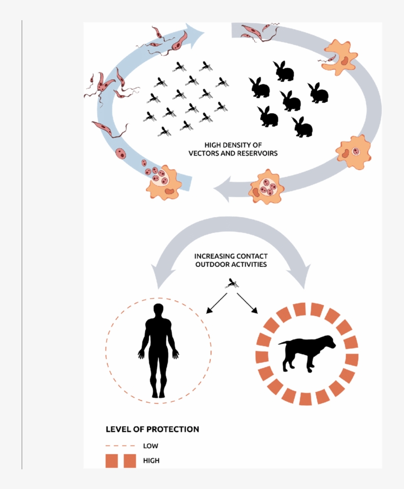 Diagram Illustrating The Sylvatic Cycle Sustained By - Sylvatic Cycle, transparent png download