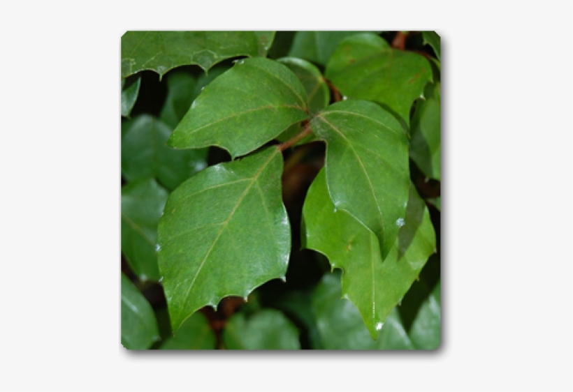 Grape, transparent png download