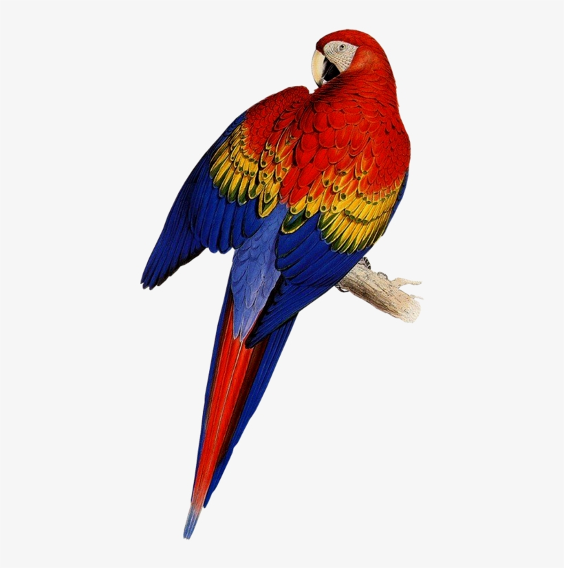 Utiliza Estos Para Tus Diseños, Post Acuerdate, Estaran - Edward Lear Parrots, transparent png download