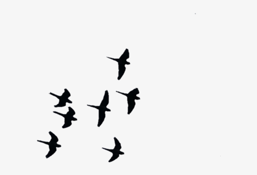 Aves Pájaros Birds Volar Fly Wings Alas - Bird, transparent png download