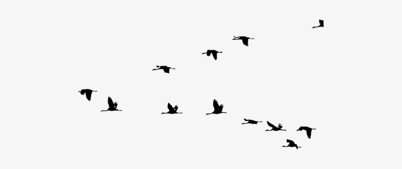 Related Wallpapers - Flying Cranes Silhouette, transparent png download
