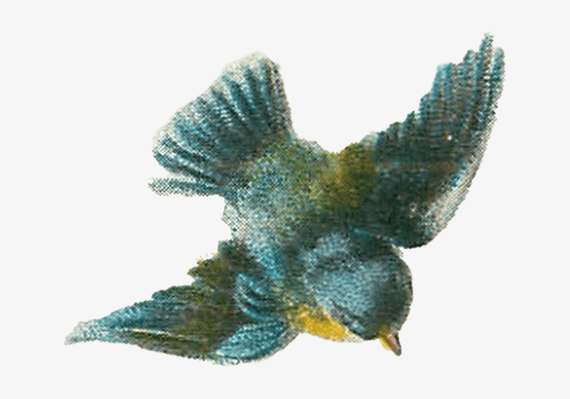 Vintage Bird Drawing - Vintage Bird Illustration Transparent, transparent png download
