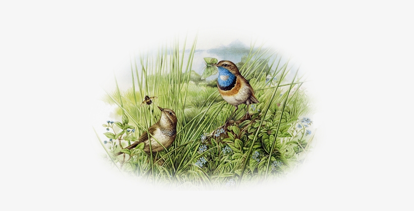 Pajaros Gifs Imagenes - Marjolein Bastin, transparent png download