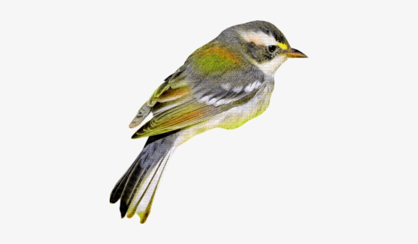 Pajaros - World Sparrow Day Png, transparent png download