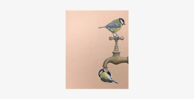 Pájaros Posados En Un Grifo Bebiendo Agua - Bird Drink From Faucet, transparent png download