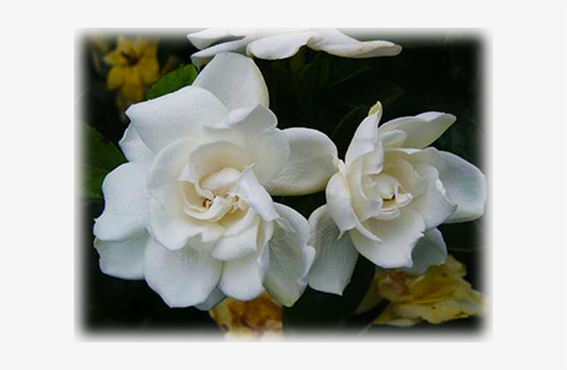 Return To Gardenia And Jasmine Page - Chuck Hayes Gardenia, transparent png download