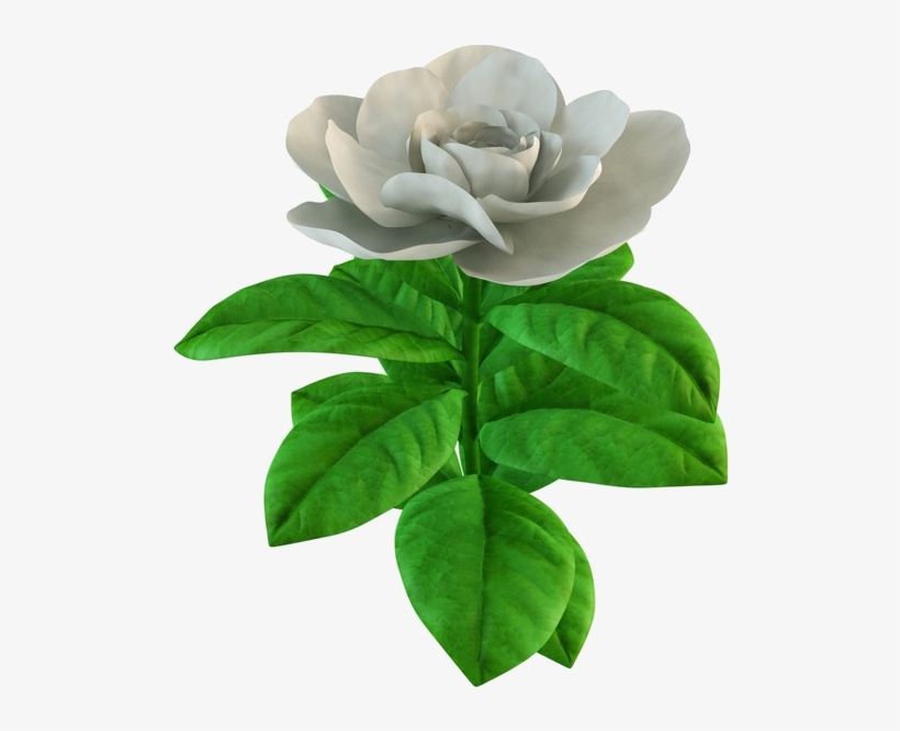 Green Tea, transparent png download