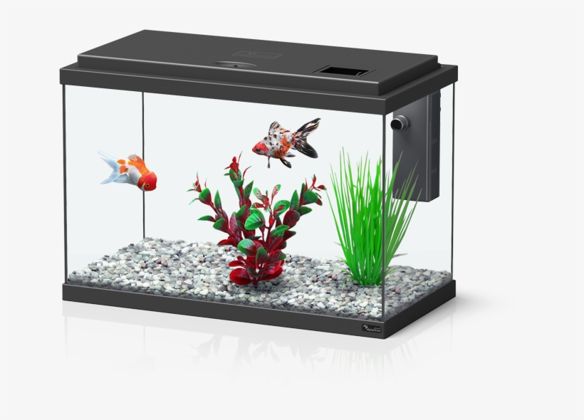 Funny Fish - 30l Akvarijs, transparent png download