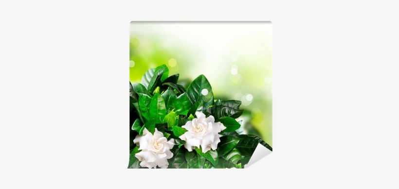 Jasmine, transparent png download