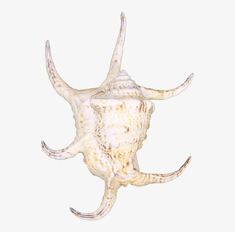 Bull, transparent png download