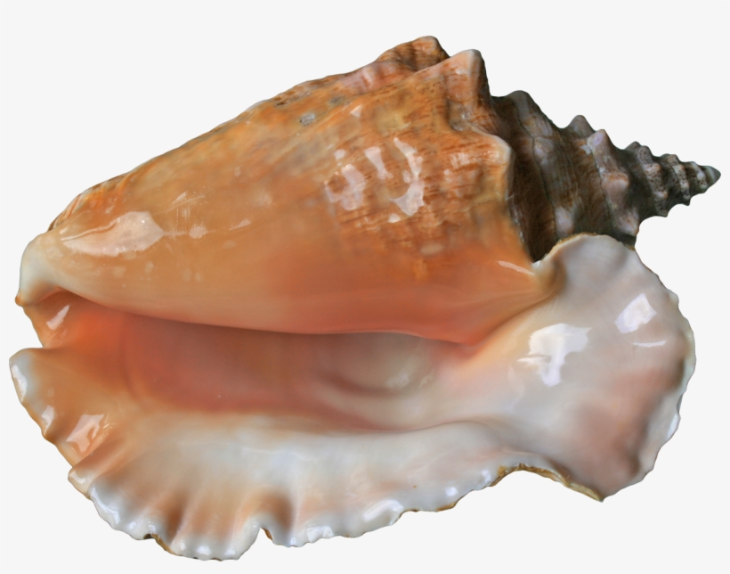 Фото, Автор Zomka На Яндекс - Sea Shell, transparent png download
