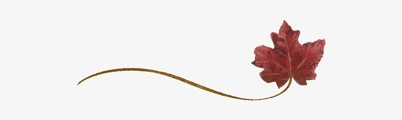 Spring Flowers, Autumn Leaves, Grapes Wispy Red Maple - Leaf, transparent png download