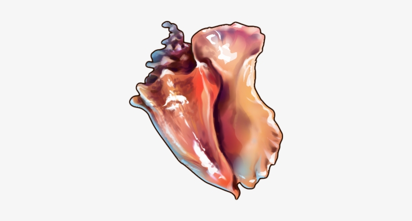 Conch - Thumb, transparent png download