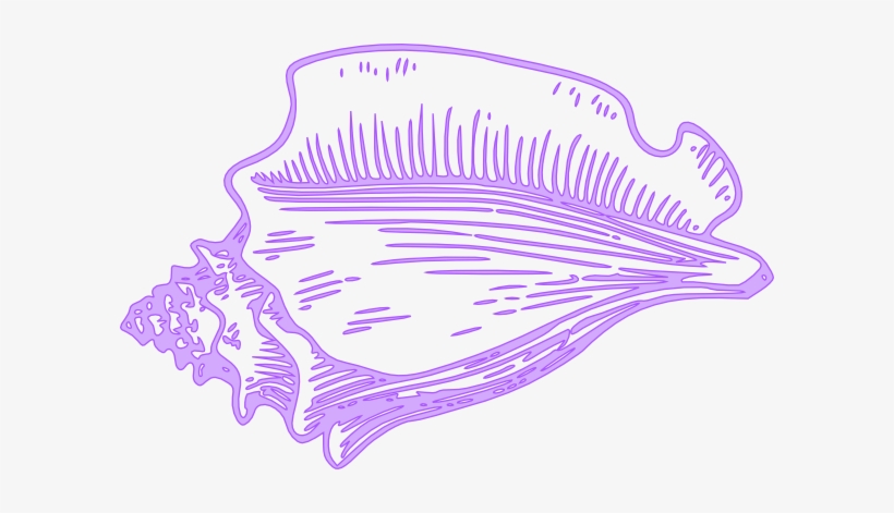 Small - Conch Clipart, transparent png download