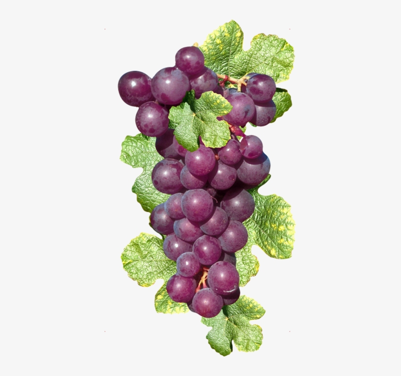 Raisins,fruits,tube - Racimo De Uvas Moradas, transparent png download