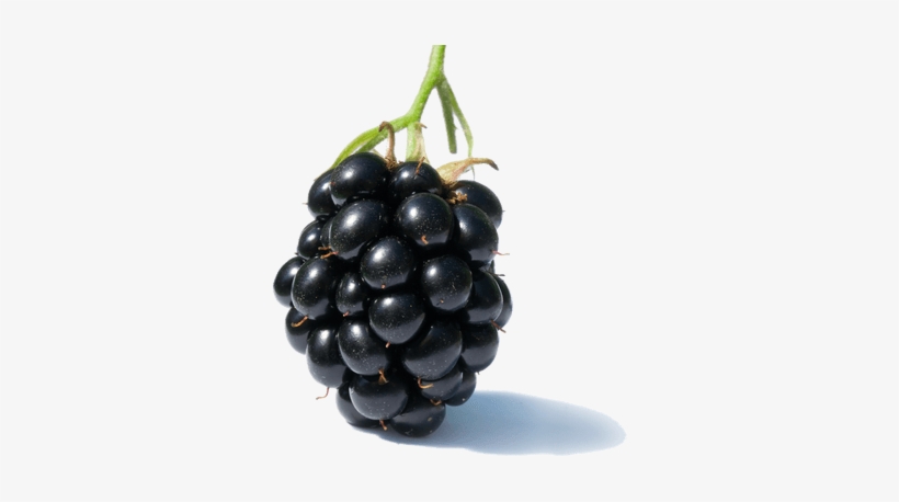 Blackberry Solo - Diseases Of Raspberries And Blackberries, transparent png download