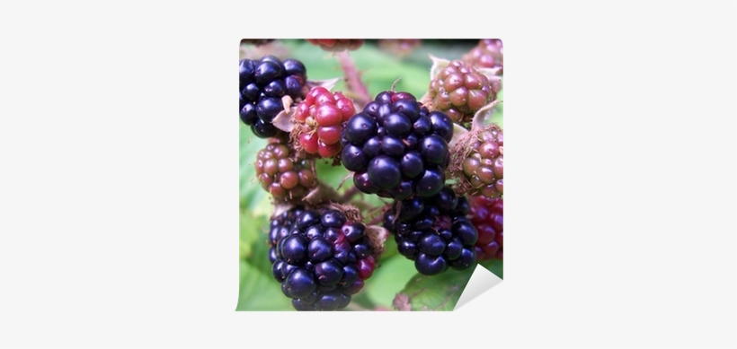 Blackberry, transparent png download