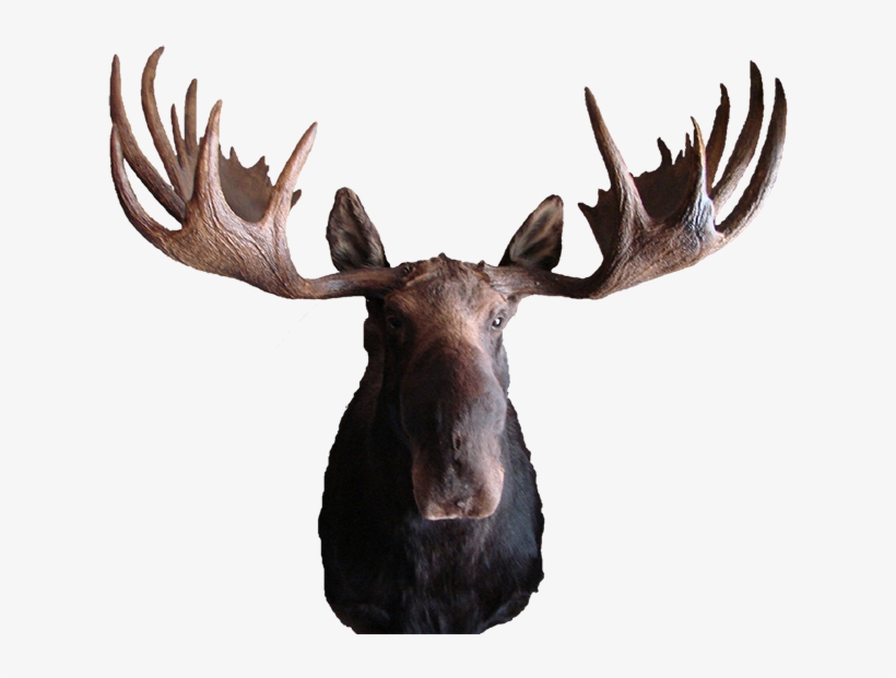 Moose Mount - Moose Transparent, transparent png download