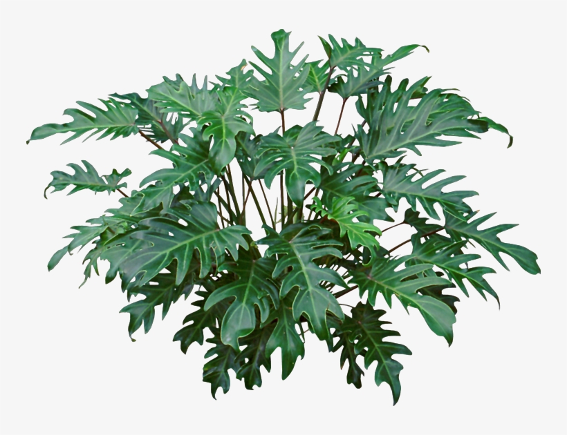 Philodendron Xanadu - Philodendron Xanadu Png, transparent png download