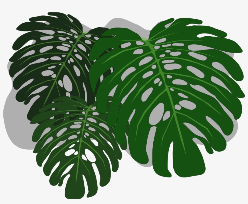 Big Image - Philodendron Leaf Png, transparent png download